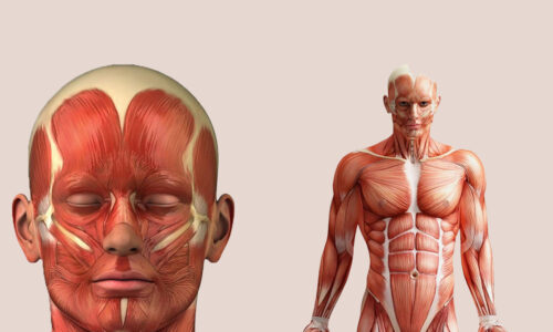 Anatomy & Physiology